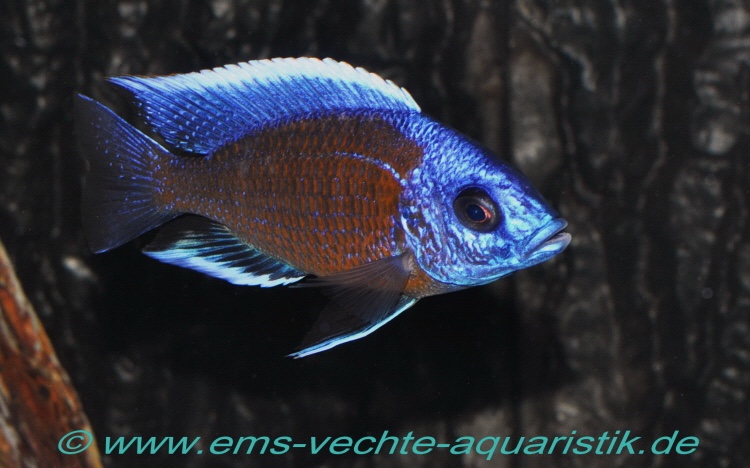 Copadichromis borleyi 'Kadango'